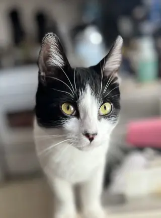 Miss Maple (Bonded with Scotty)