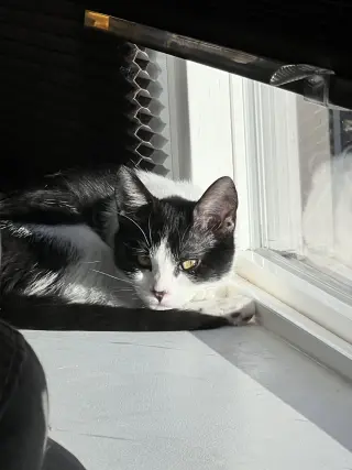 Miss Maple (Bonded with Scotty)