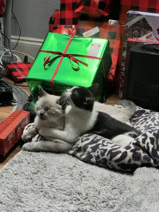 Scotty (Bonded with Miss Maple)
