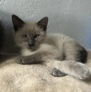 Scotty (Bonded with Miss Maple)