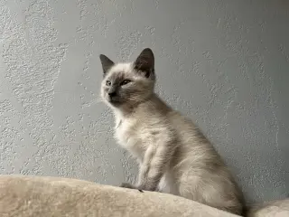 Scotty (Bonded with Miss Maple)