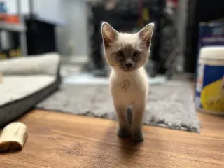 Scotty (Bonded with Miss Maple)