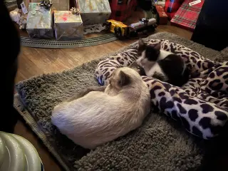 Scotty (Bonded with Miss Maple)