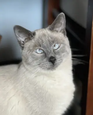 Scotty (Bonded with Miss Maple)