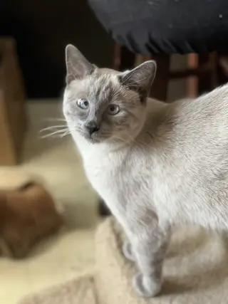 Scotty (Bonded with Miss Maple)