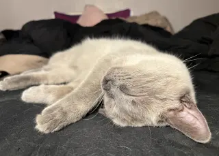 Scotty (Bonded with Miss Maple)