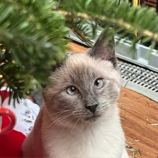 Scotty (Bonded with Miss Maple)