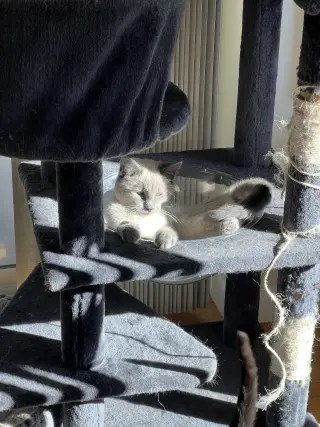 Scotty (Bonded with Miss Maple)