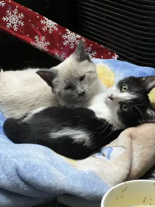 Scotty (Bonded with Miss Maple)