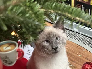 Scotty (Bonded with Miss Maple)