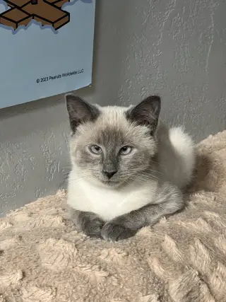 Scotty (Bonded with Miss Maple)