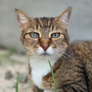 Sarah