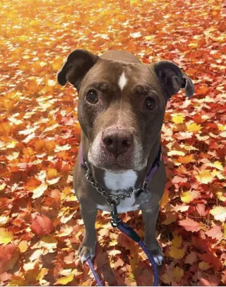 Molly (Foster Dog)