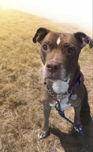 Molly (Foster Dog)
