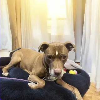 Molly (Foster Dog)