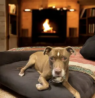 Molly (Foster Dog)