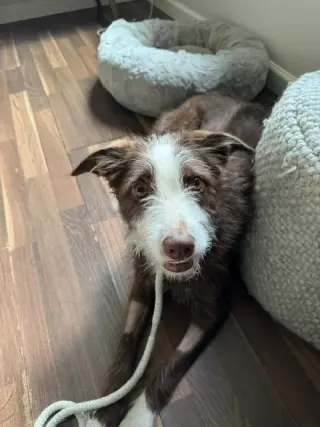 Frankie