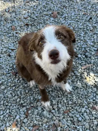Frankie
