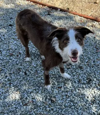 Frankie