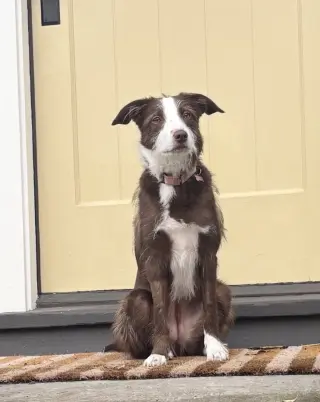 Frankie