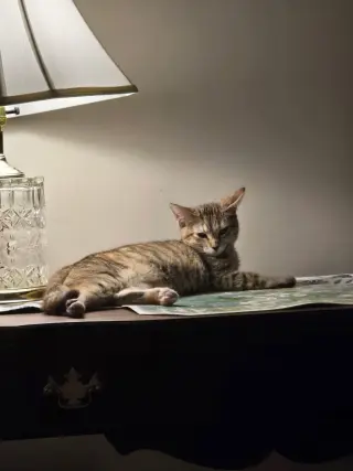 Sienna