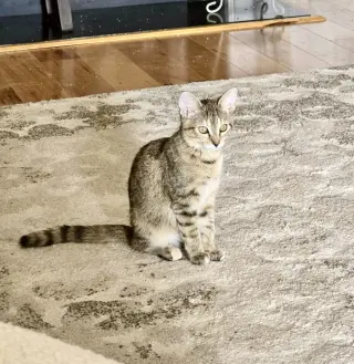 Sienna