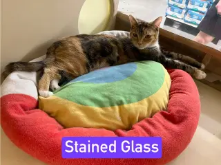 Stained Glass