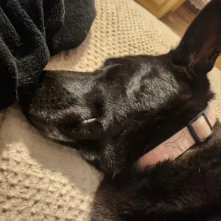 Luna Bell