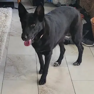 Luna Bell