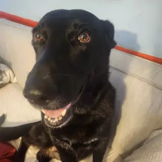 Luna Bell