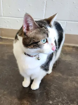 Daisy