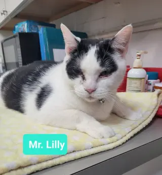 Mr. Lilly