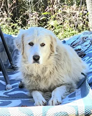 Sofie
