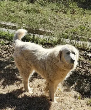 Sofie