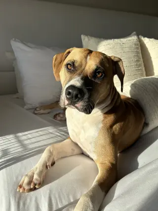 COURTESY POST: Honey