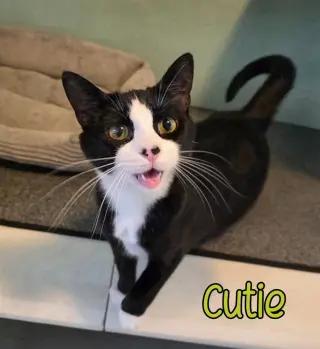 Cutie