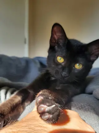 Jiji