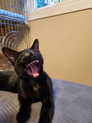 Jiji