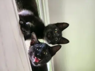 Jiji
