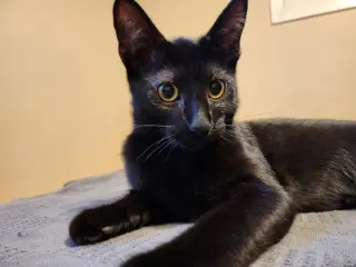 Binx