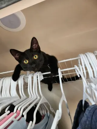 Binx