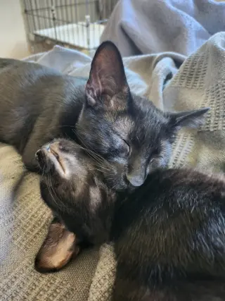 Binx