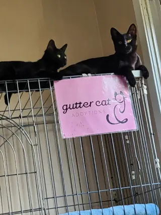 Binx