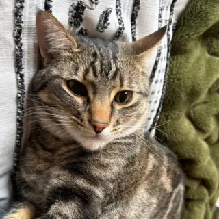 Poke`(FIV Positive)