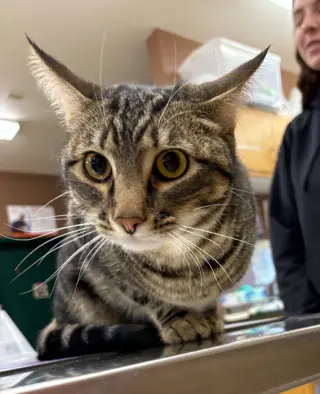 Poke`(FIV Positive)