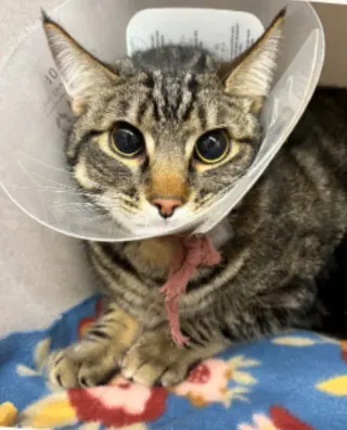 Poke`(FIV Positive)