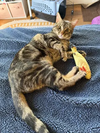Poke`(FIV Positive)