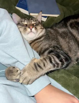 Poke`(FIV Positive)
