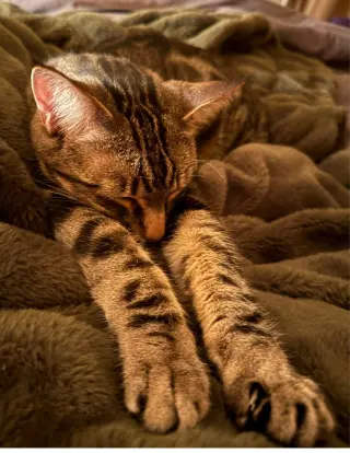 Poke`(FIV Positive)