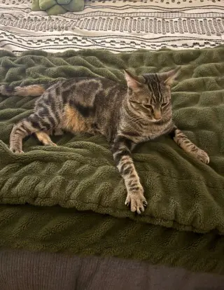Poke`(FIV Positive)